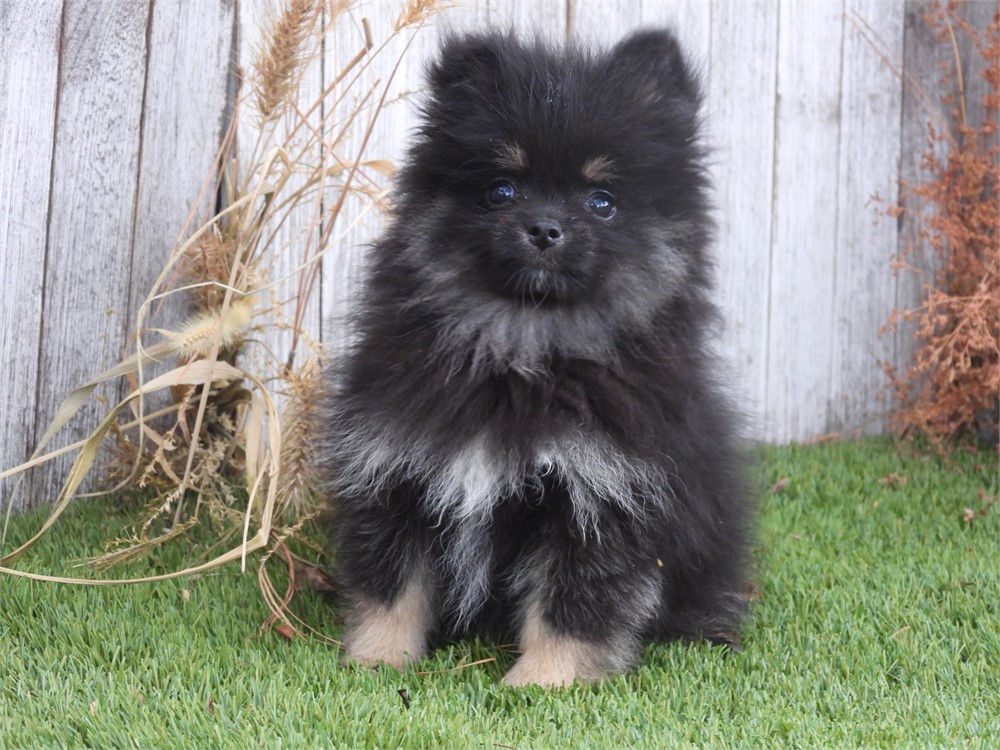 APRI POM VERY NICE LITTLE GIRL