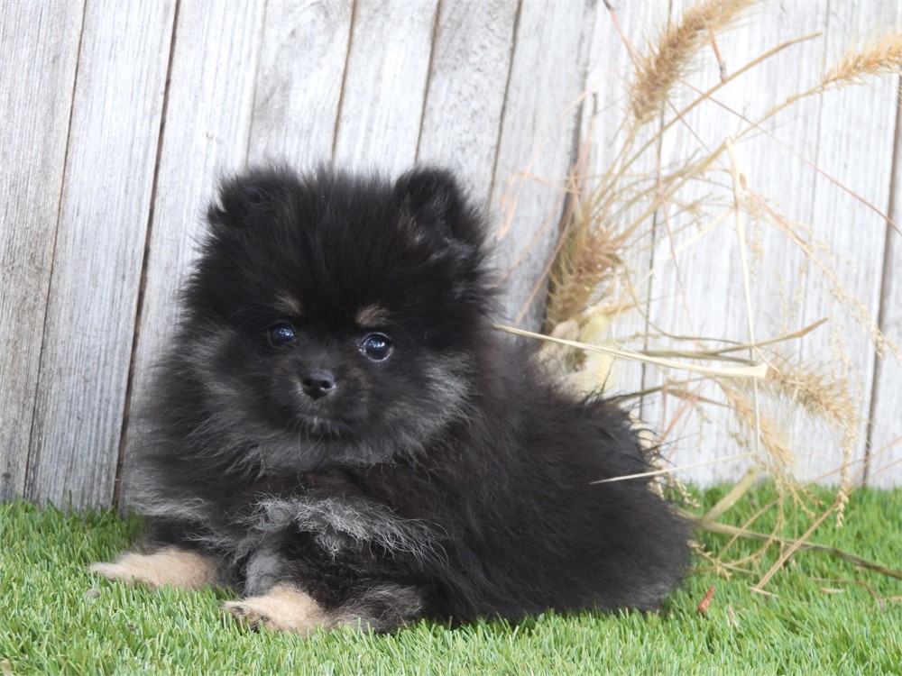 APRI POM VERY NICE LITTLE GIRL