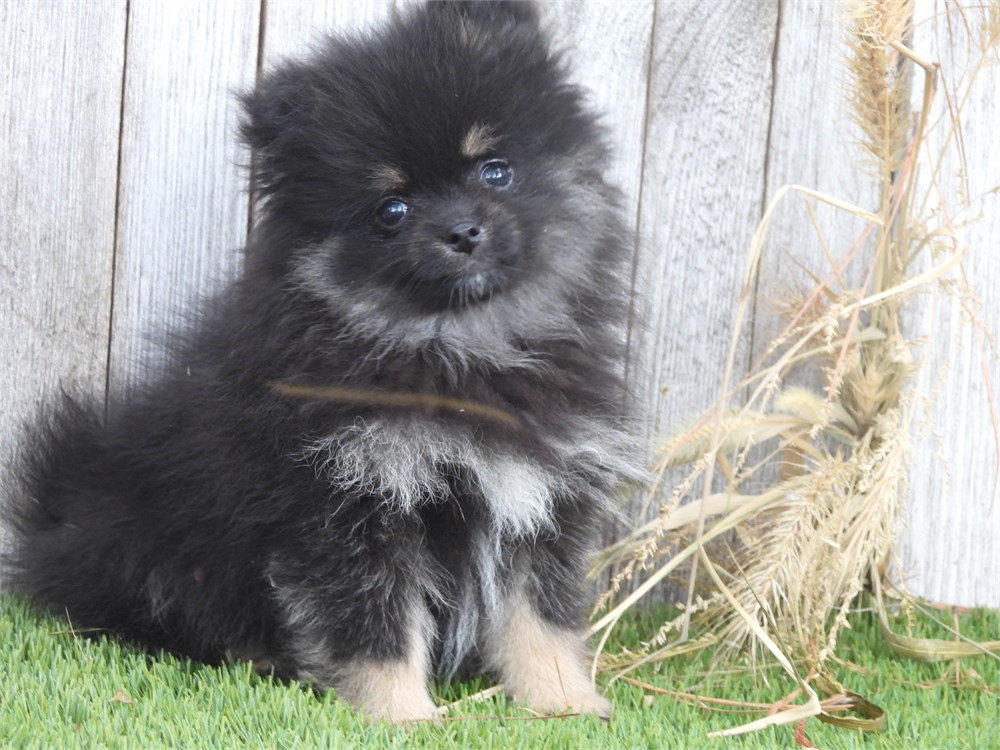 APRI POM VERY NICE LITTLE GIRL