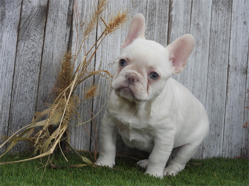 APRI FRENCHIE VERY NICE LITTLE BOY