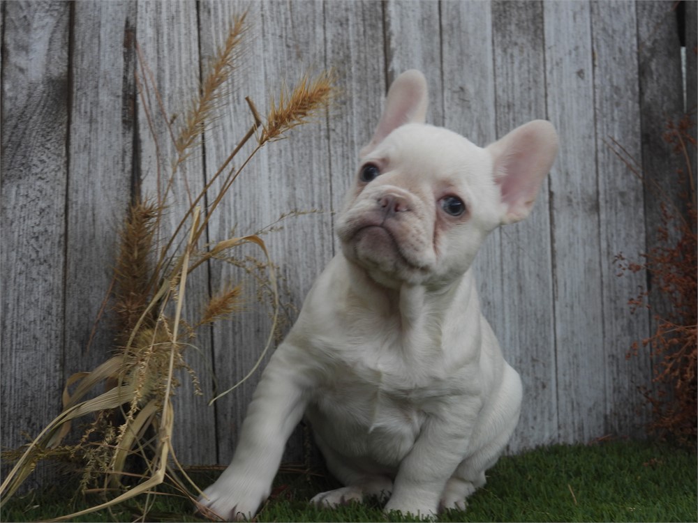 APRI FRENCHIE VERY NICE LITTLE BOY