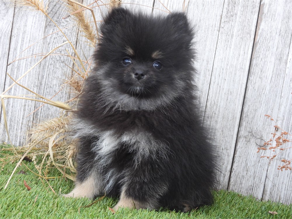 APRI POM VERY NICE LITTLE GIRL