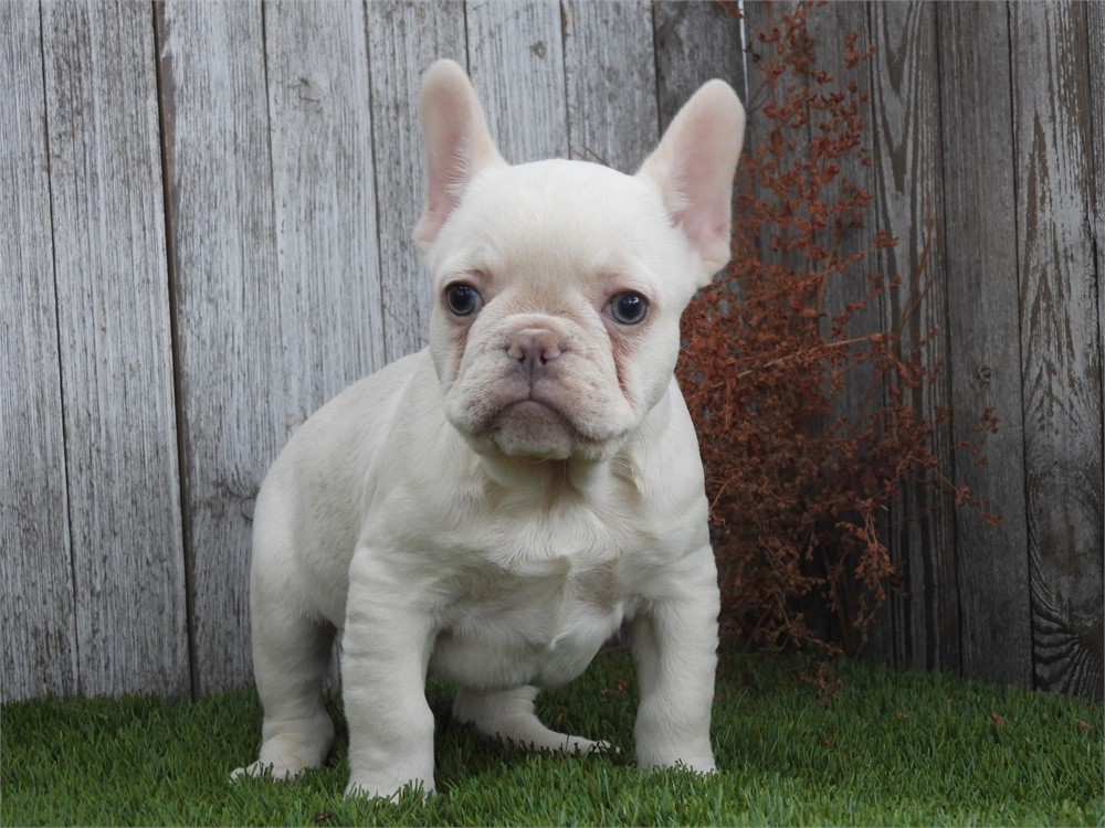APRI FRENCHIE VERY NICE LITTLE BOY