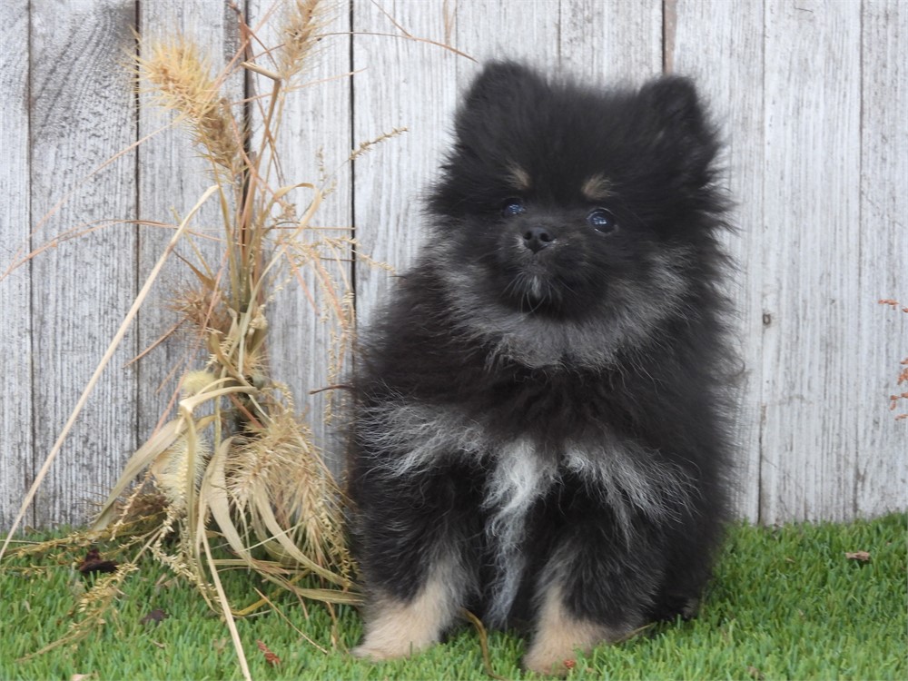 APRI POM VERY NICE LITTLE GIRL