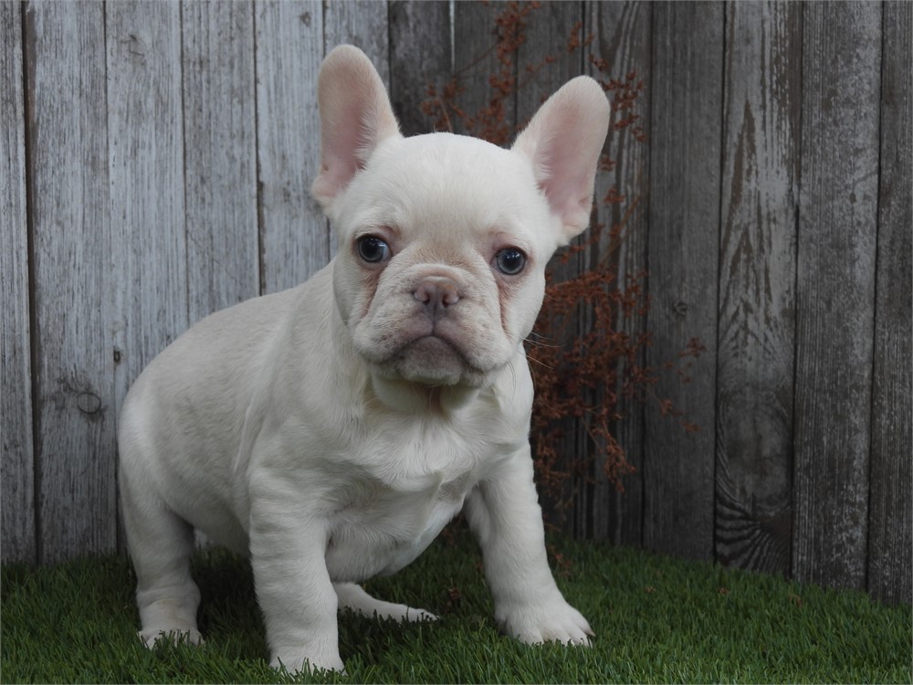 APRI FRENCHIE VERY NICE LITTLE BOY