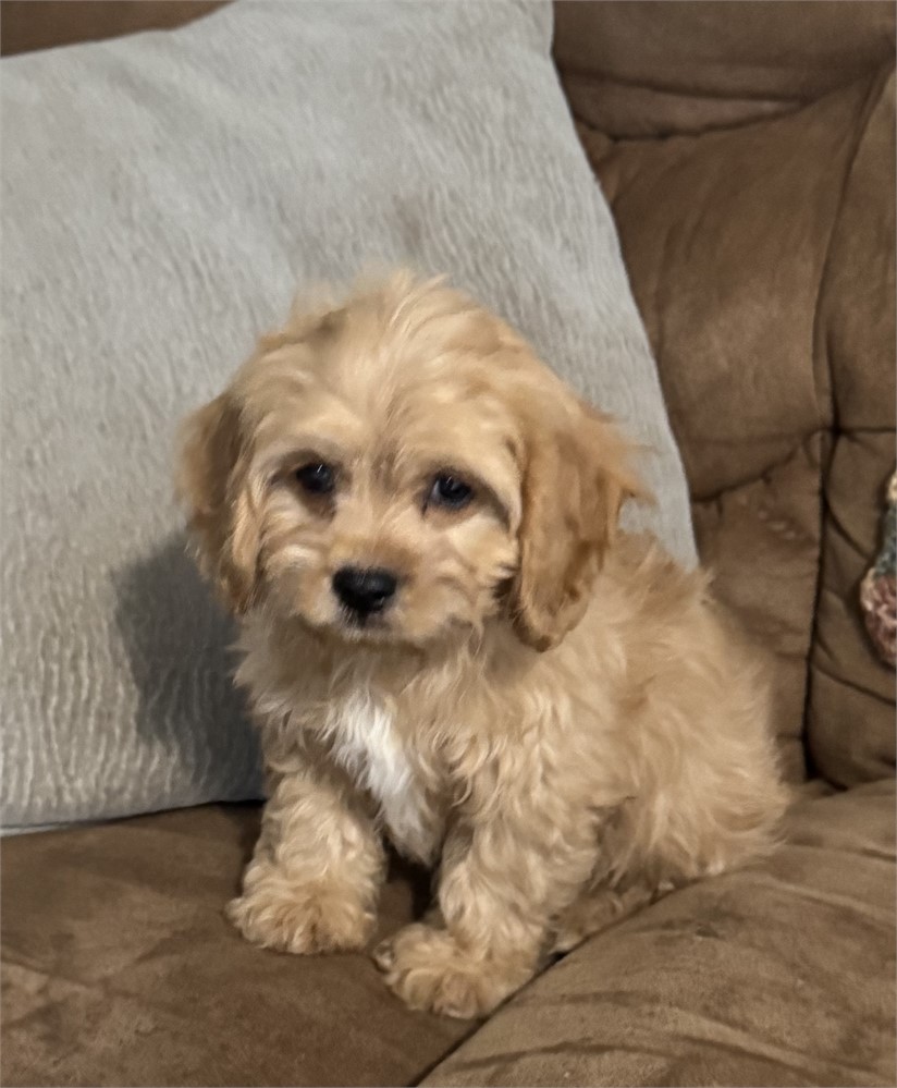 NICE LITTLE (M) CAVAPOO