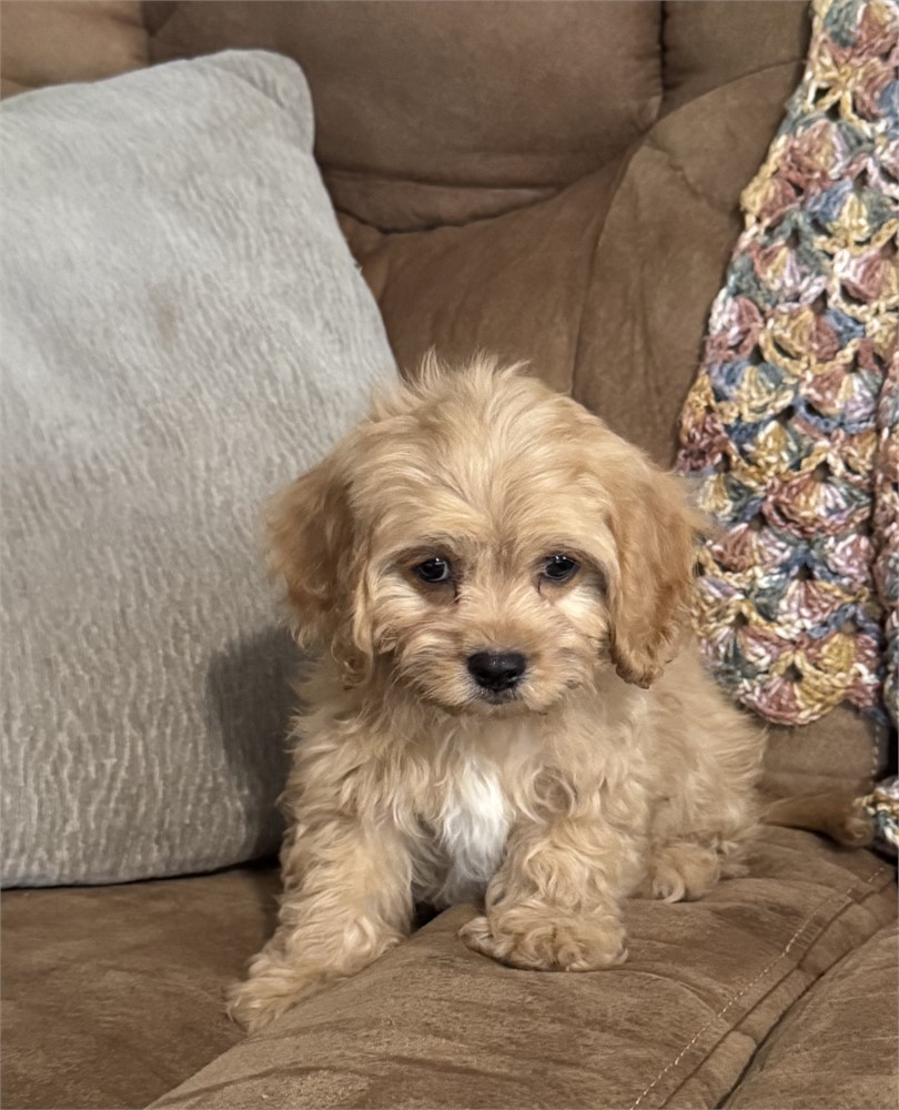 NICE LITTLE (M) CAVAPOO