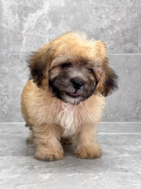Teddybear 25411-01