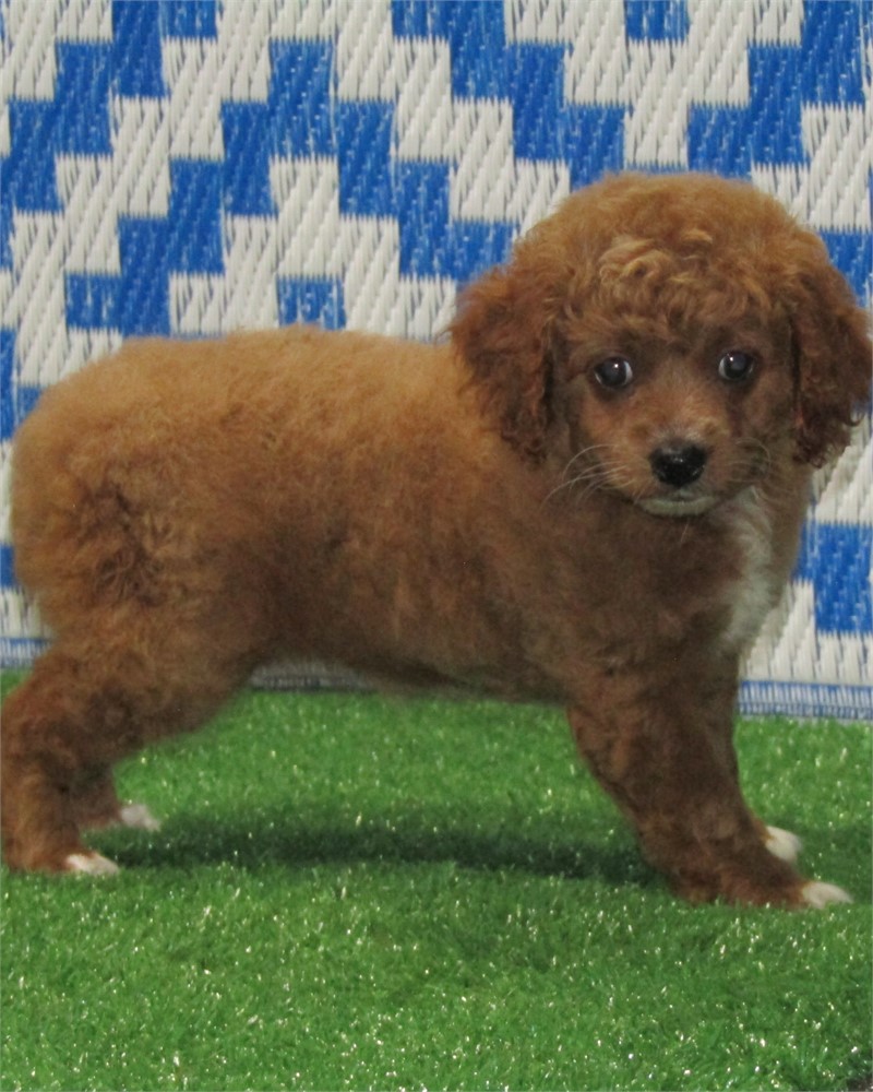 _ Tenley _ Girl Cockerpoo