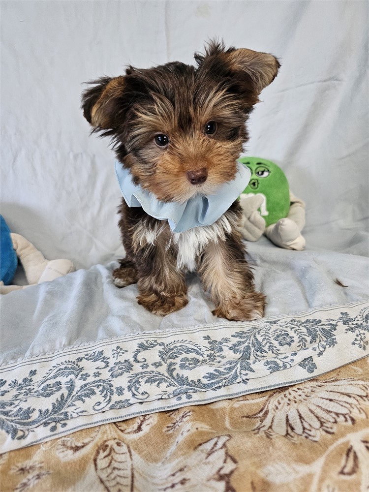CHOC/TAN  MALE YORKIE