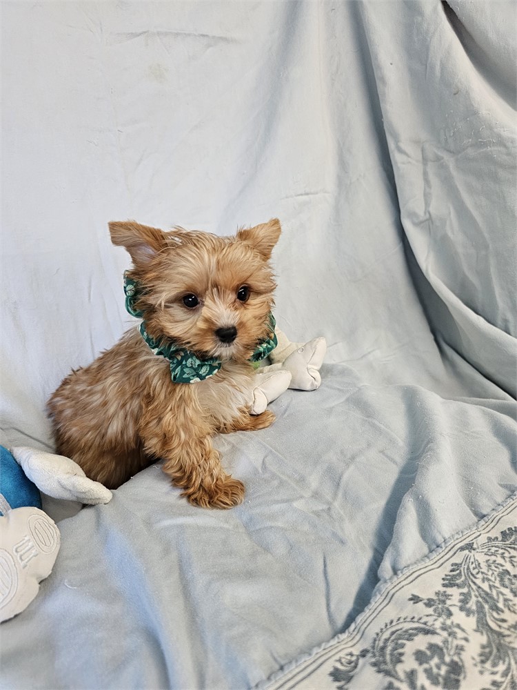BLONDE PLATINUM MALE YORKIE