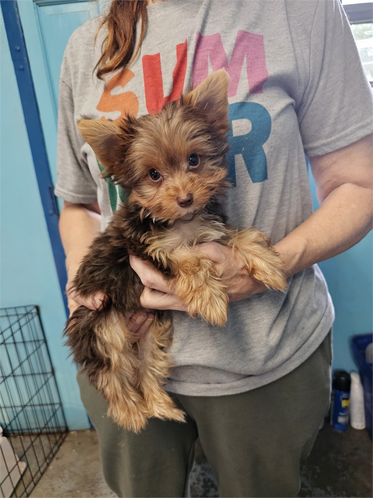 CHOC/TAN  MALE YORKIE