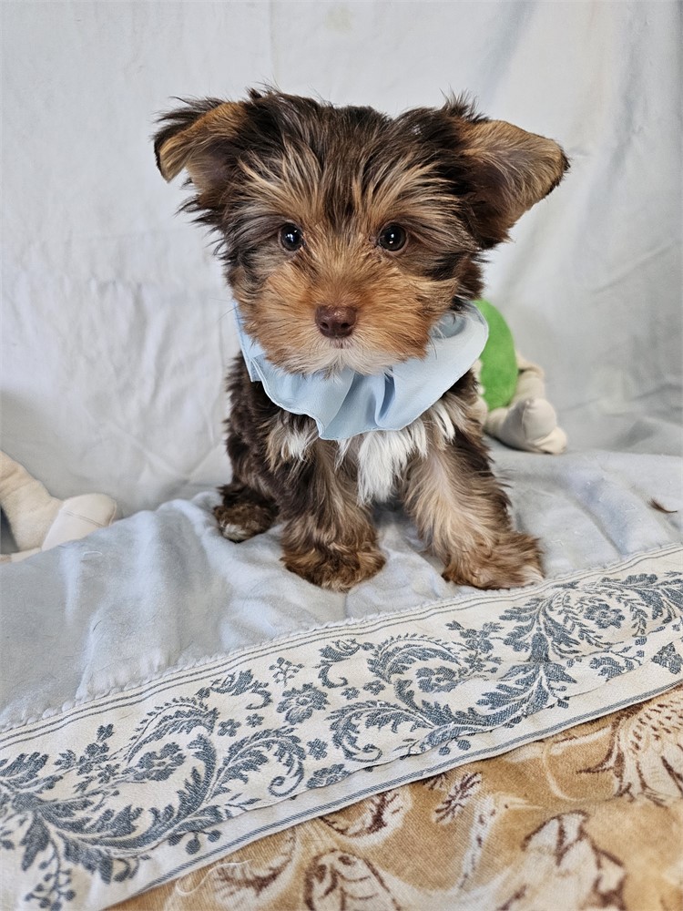 CHOC/TAN  MALE YORKIE