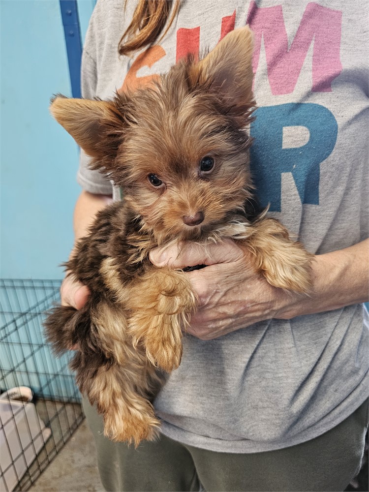 CHOC/TAN  MALE YORKIE