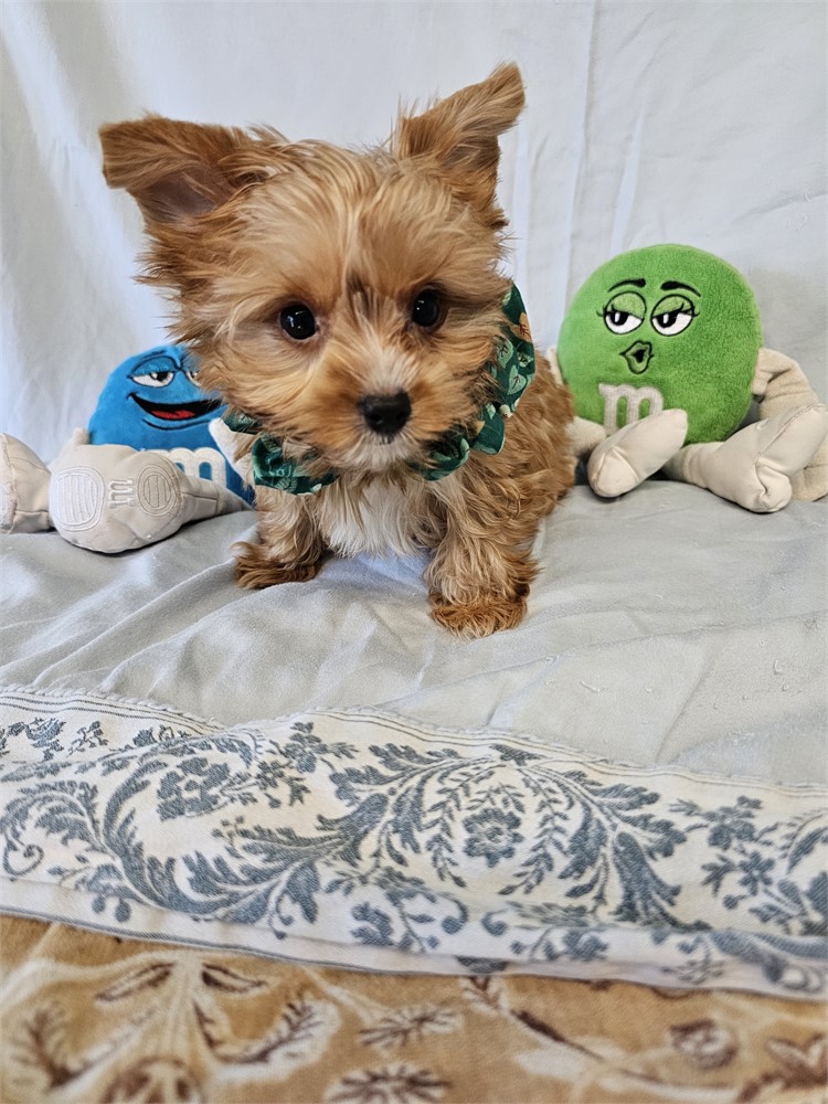 BLONDE PLATINUM MALE YORKIE