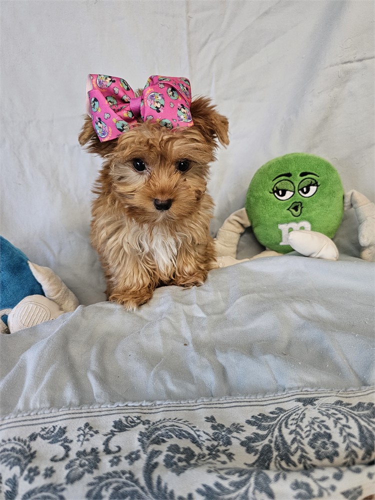 BLONDE PLATINUM FEMALE YORKIE