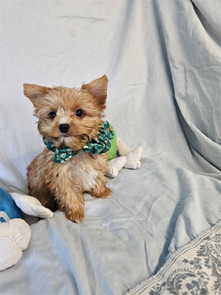 BLONDE PLATINUM MALE YORKIE