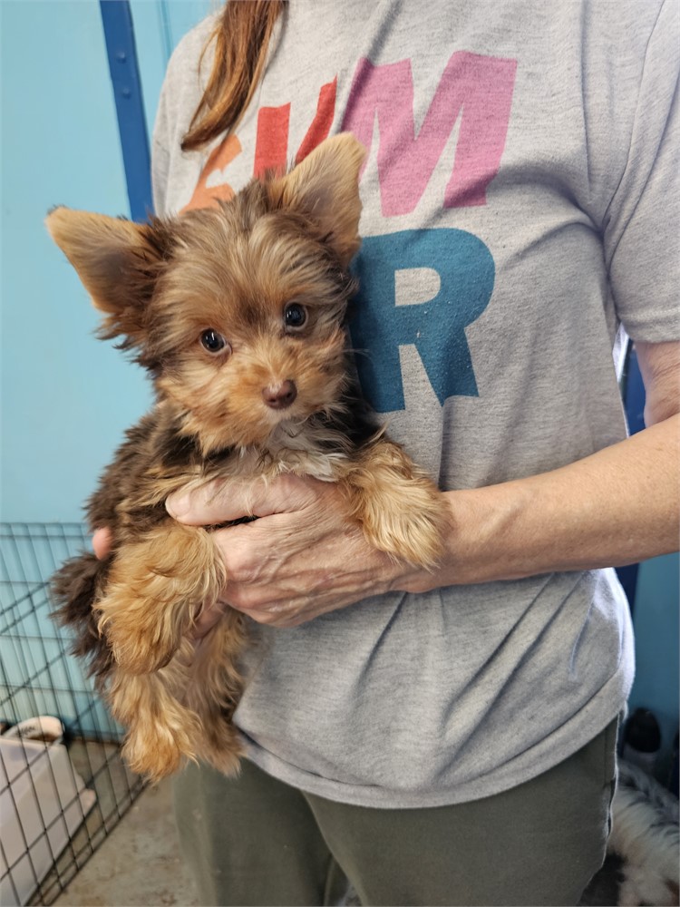 CHOC/TAN  MALE YORKIE