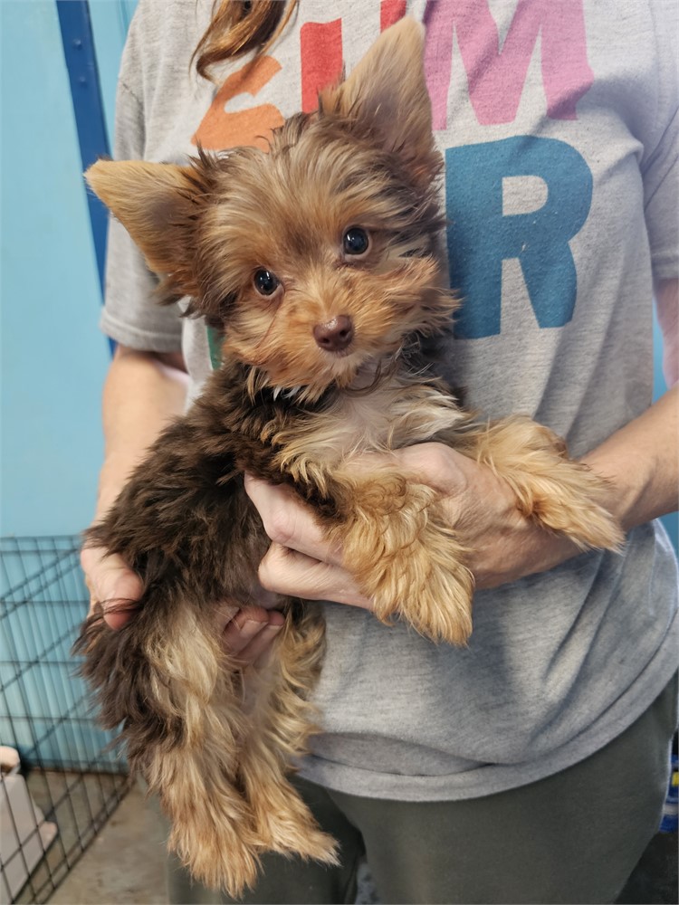 CHOC/TAN  MALE YORKIE