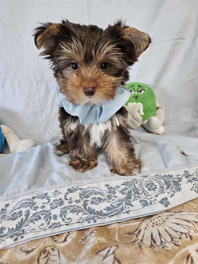 CHOC/TAN  MALE YORKIE