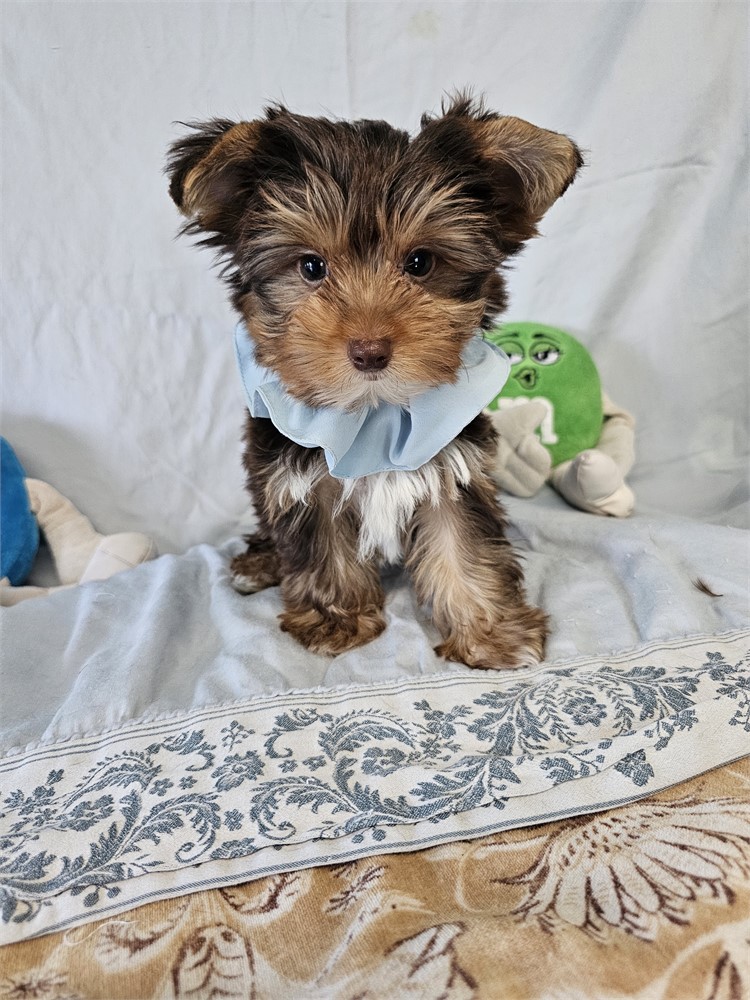 CHOC/TAN  MALE YORKIE