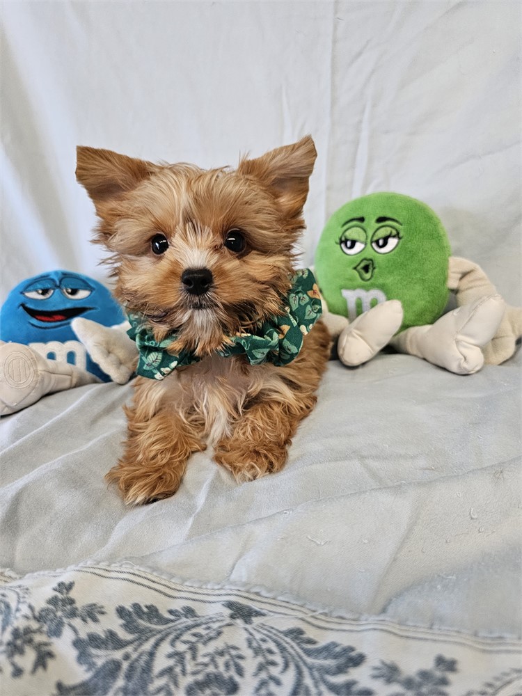 BLONDE PLATINUM MALE YORKIE