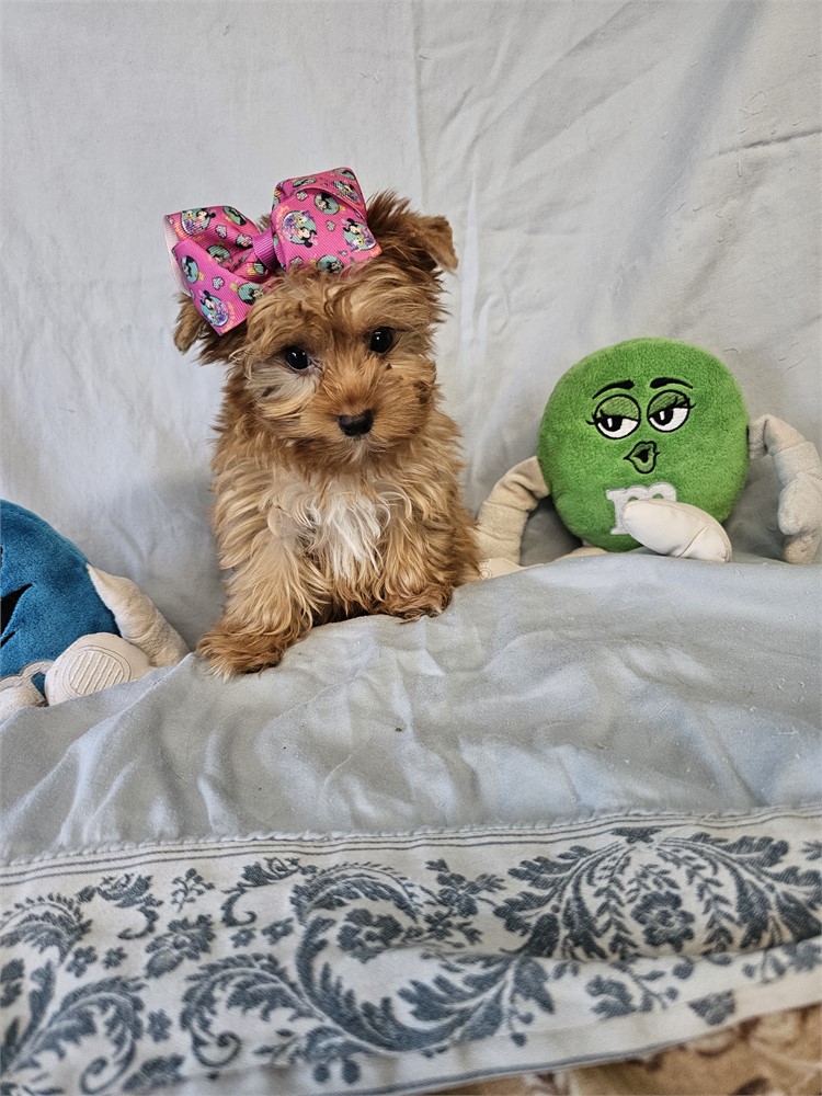 BLONDE PLATINUM FEMALE YORKIE