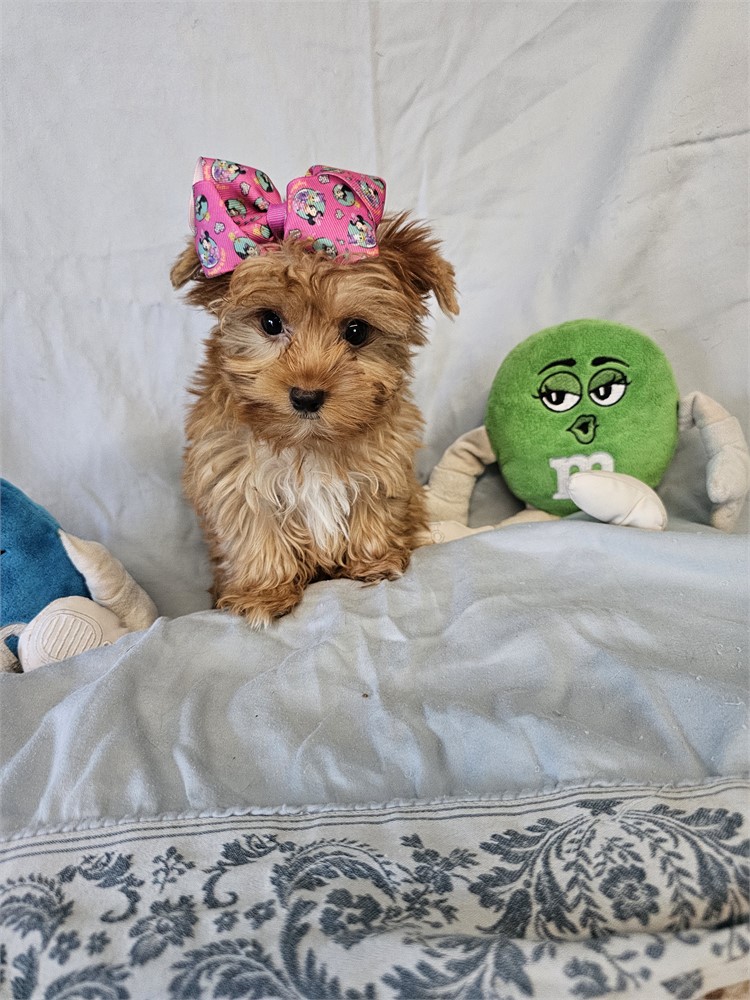 BLONDE PLATINUM FEMALE YORKIE