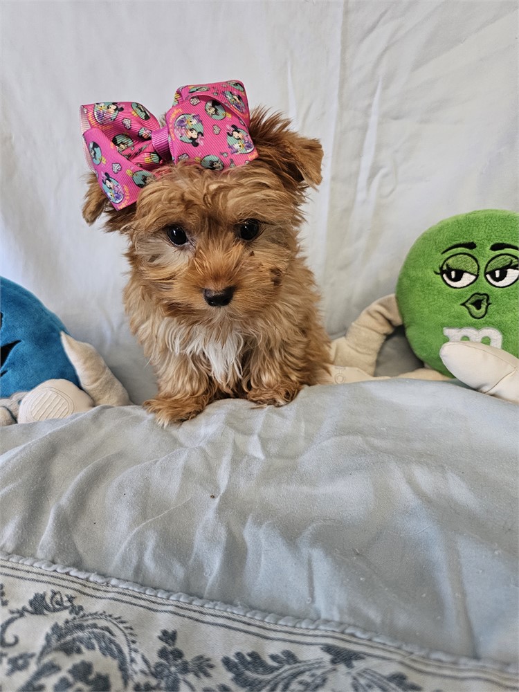 BLONDE PLATINUM FEMALE YORKIE