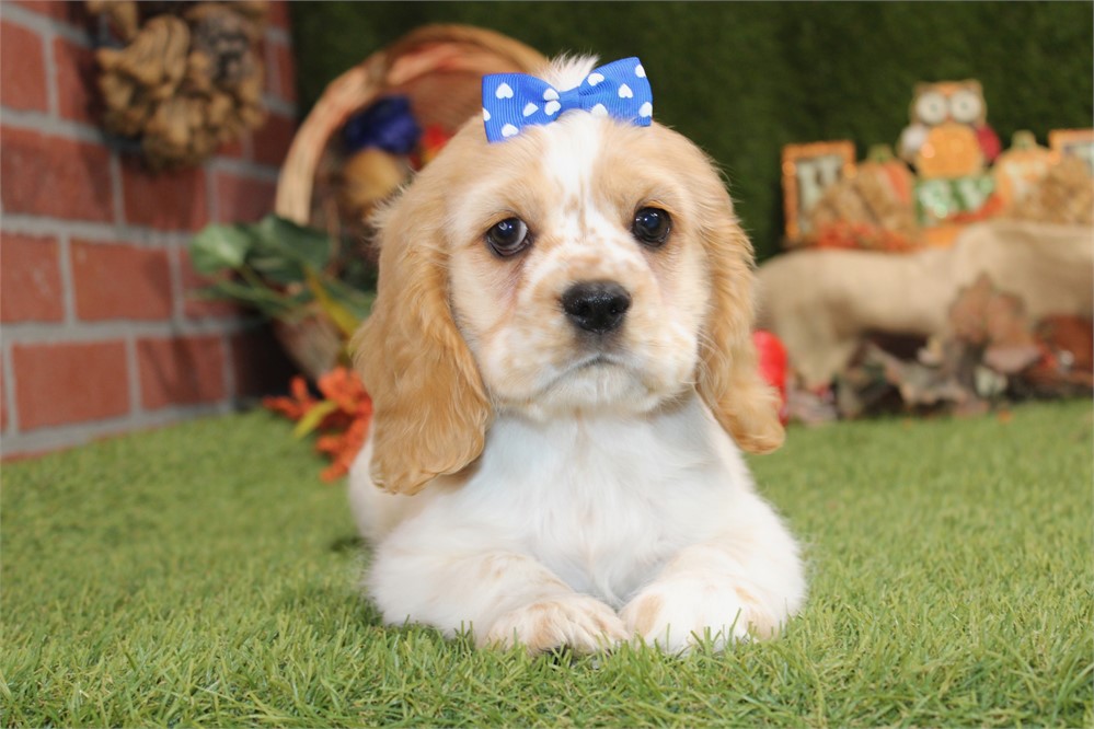 BUFF AND WHITE PARTI FEMALE 811