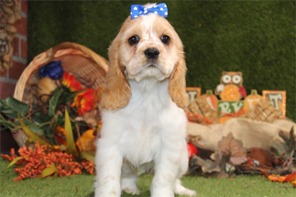 BUFF AND WHITE PARTI FEMALE 811