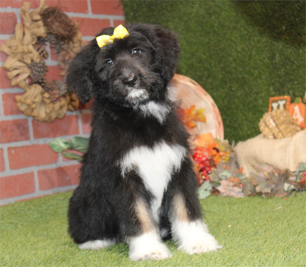 BLACK AND WHITE FEMALE 716