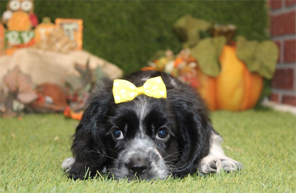 BLACK AND WHITE FEMALE 813