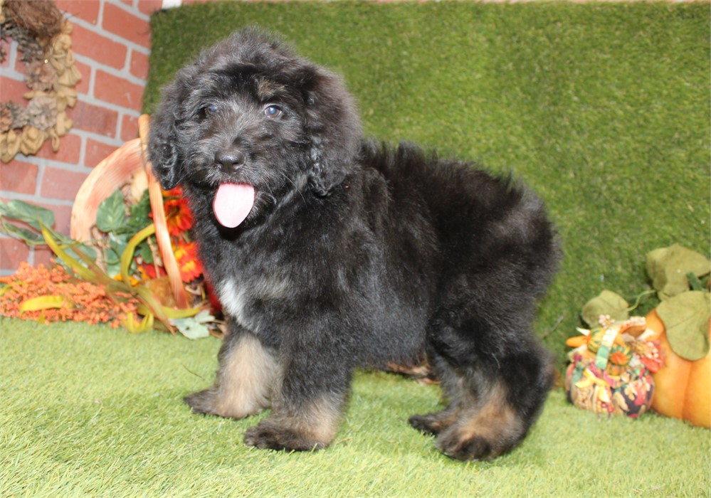 BLACK AND TAN MALE 712