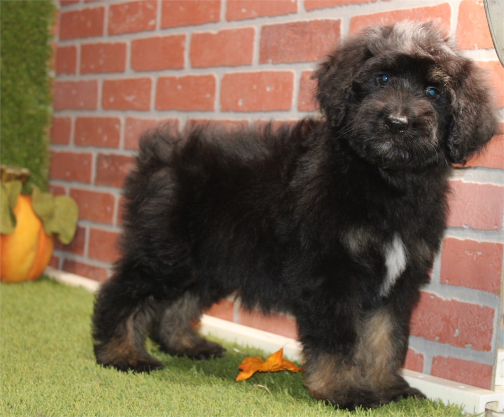 BLACK AND TAN MALE 712