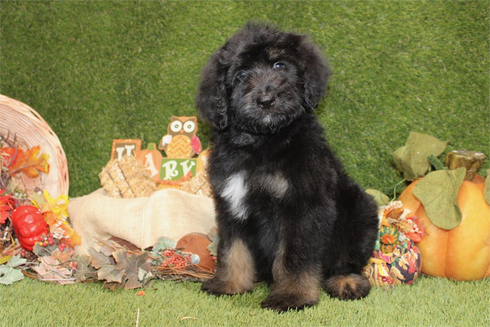 BLACK AND TAN MALE 712