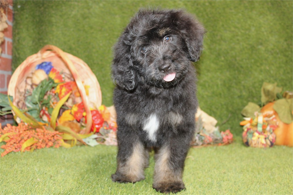 BLACK AND TAN MALE 712