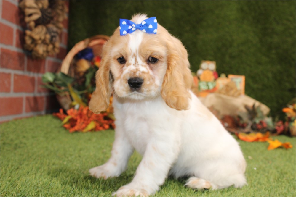 BUFF AND WHITE PARTI FEMALE 811