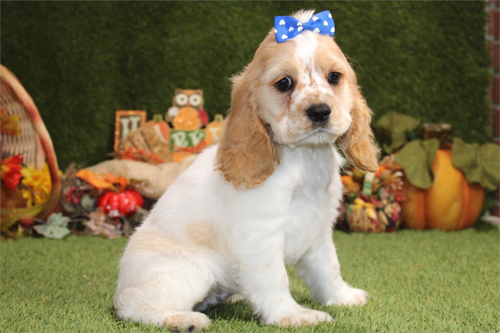 BUFF AND WHITE PARTI FEMALE 811