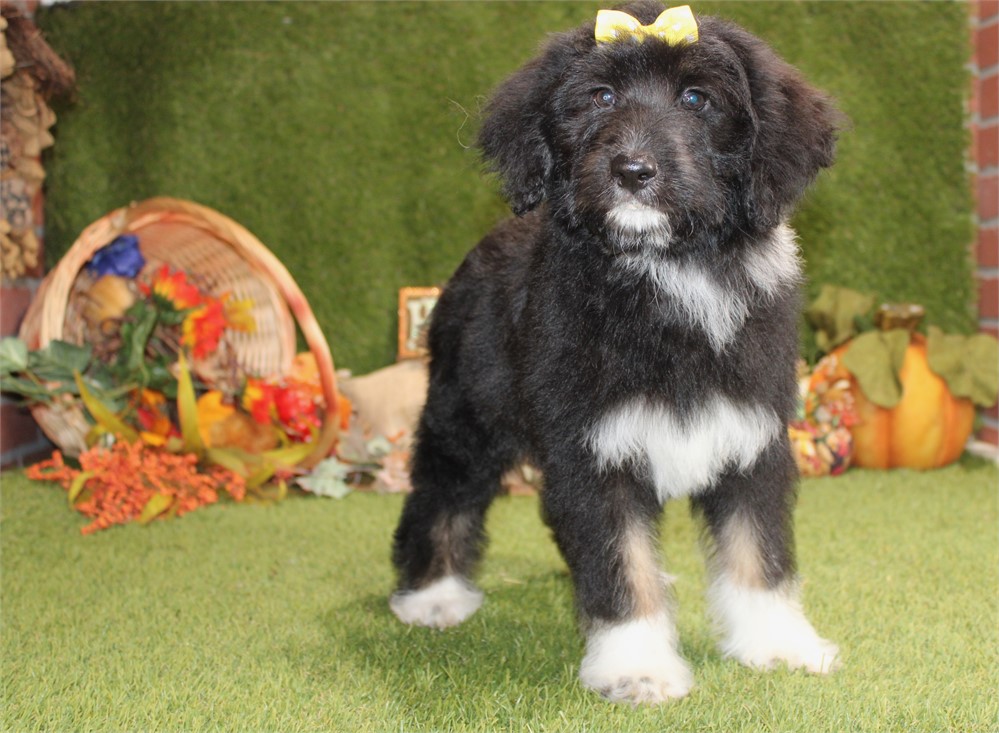 BLACK AND WHITE FEMALE 716