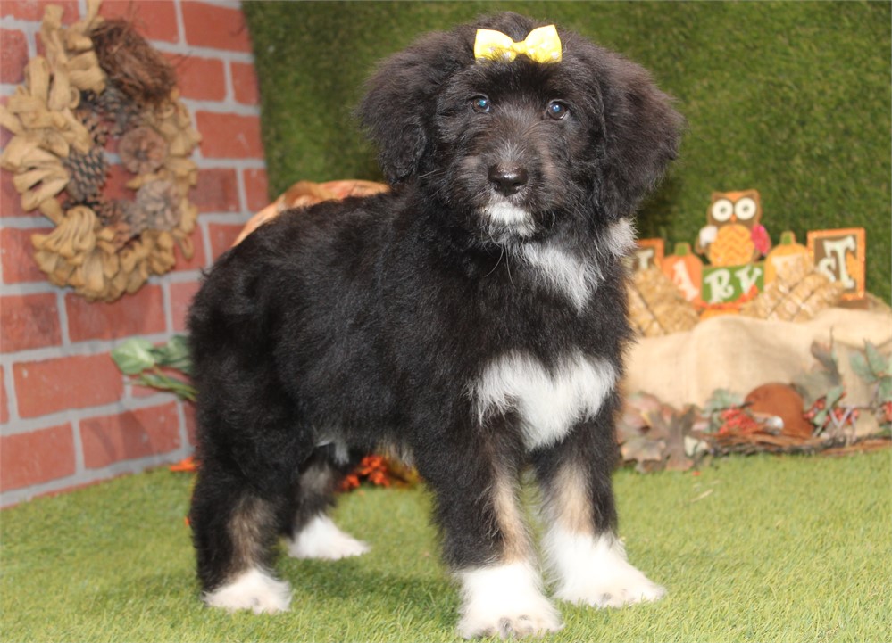 BLACK AND WHITE FEMALE 716