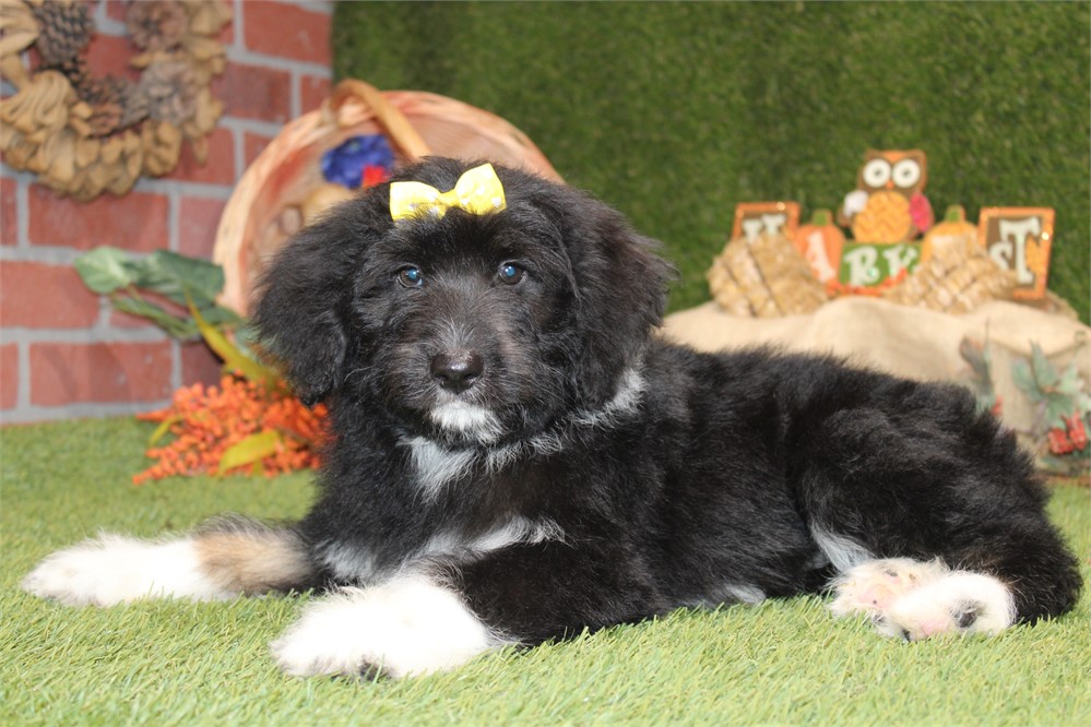 BLACK AND WHITE FEMALE 716