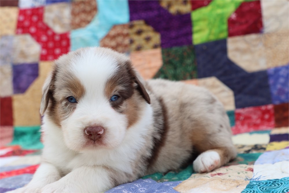 USDA CLEAN *ASDR Reg MINI Aussie
