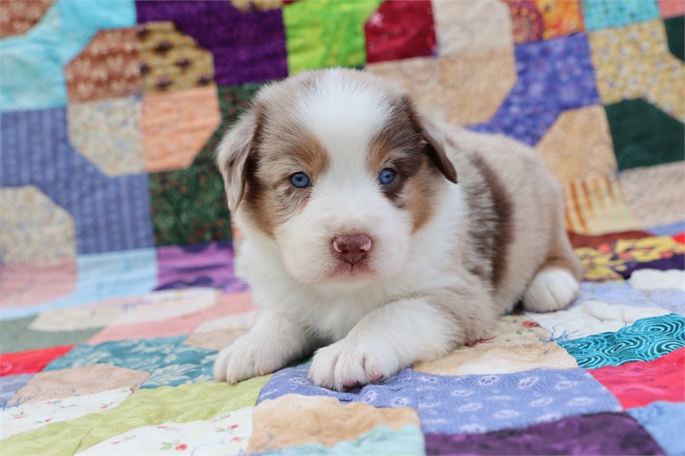 USDA CLEAN *ASDR Reg MINI Aussie