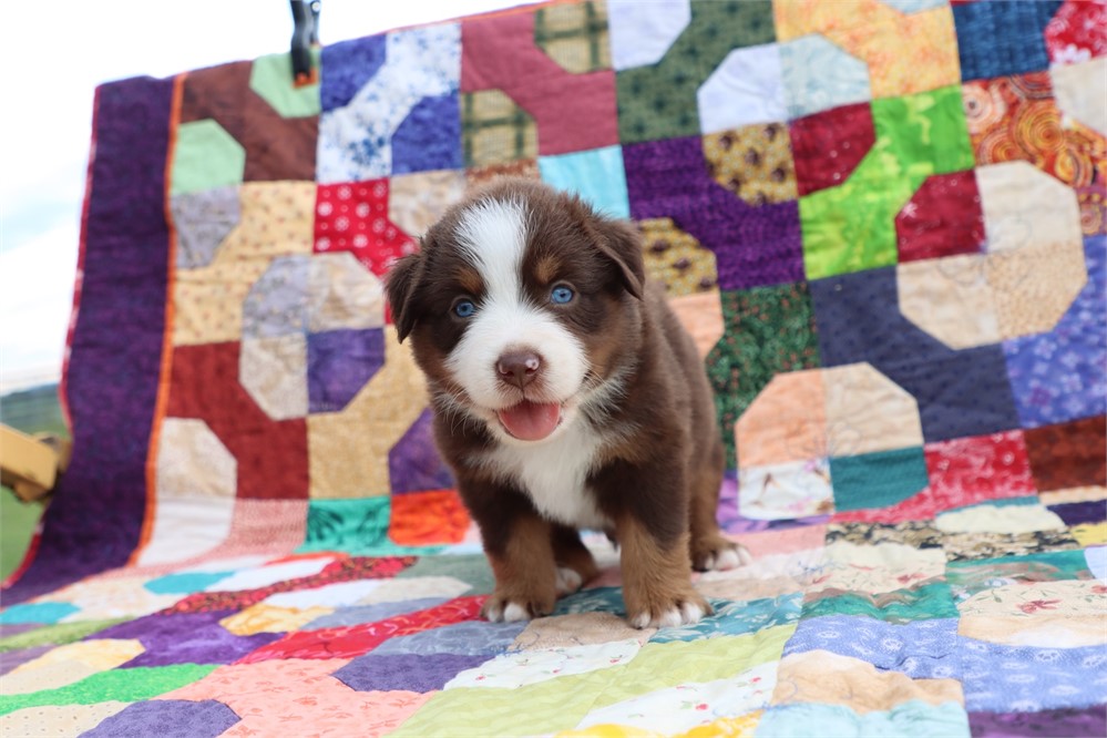 USDA CLEAN *ASDR Reg MINI Aussie