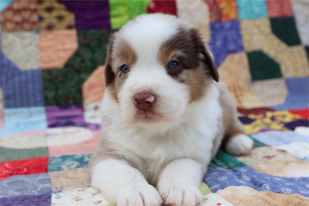 USDA CLEAN *ASDR Reg MINI Aussie