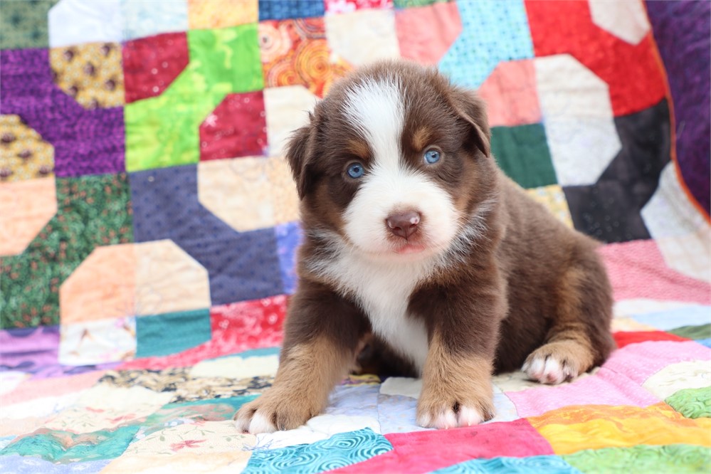 USDA CLEAN *ASDR Reg MINI Aussie