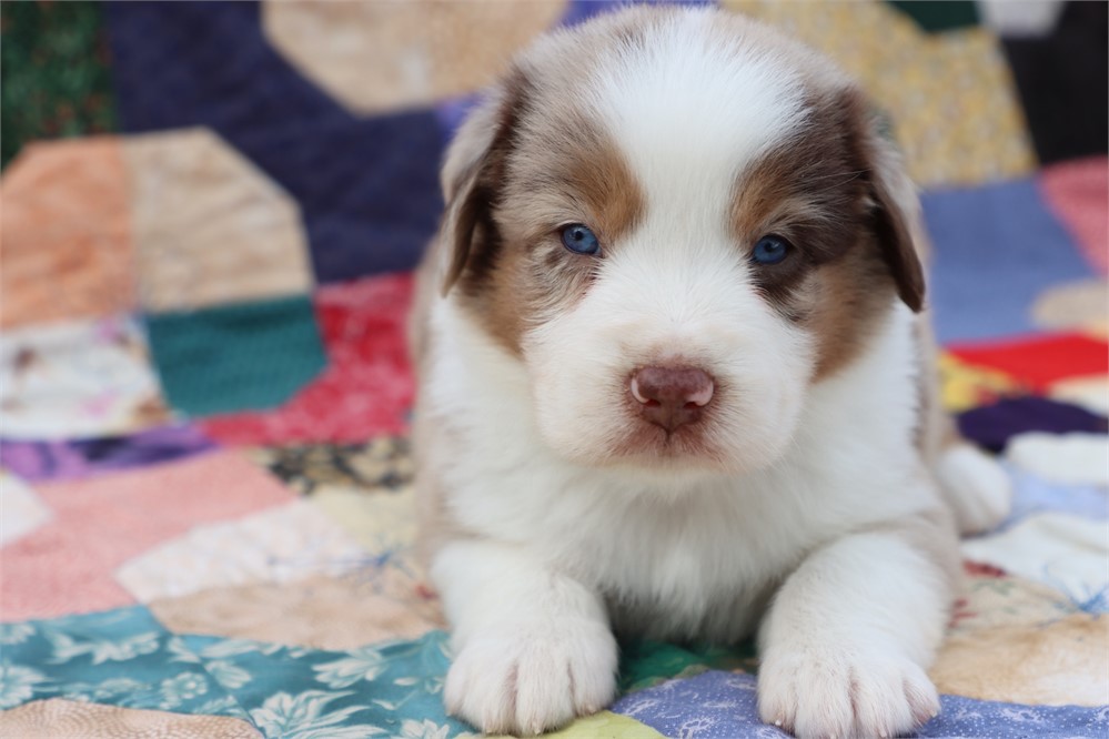 USDA CLEAN *ASDR Reg MINI Aussie