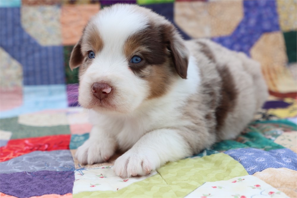 USDA CLEAN *ASDR Reg MINI Aussie