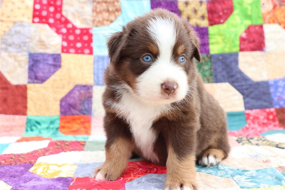 USDA CLEAN *ASDR Reg MINI Aussie